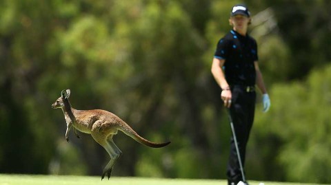 珀斯六洞赛风云突变 领先者意外折戟黑马脱颖而出