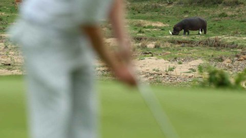 猎豹注视河马潜伏 荒野高球赛格雷斯一杆领先莫里纳利