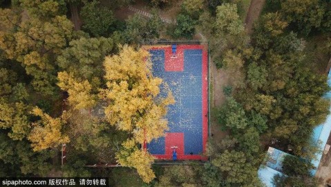 秋叶为球场披上金装 沈阳这一隅成最美打卡地