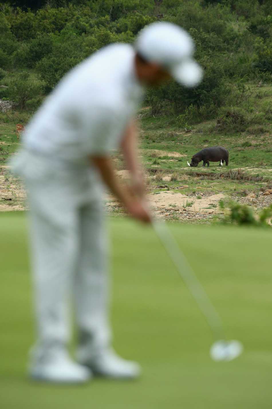 猎豹静卧于发球台旁的灌木丛中，金黄的目光紧紧锁定远处高尔夫球手的动作，野性与竞技在此刻奇妙交融。
