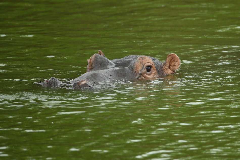 巨大的河马在水中只露出眼睛与鼻孔，如同黑色的礁石潜伏于波光之下，对岸边推杆的球手形成无声的威慑。