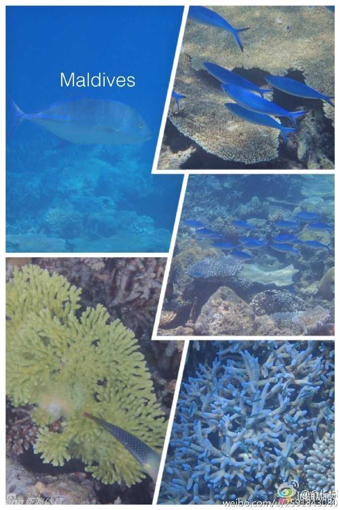 俞长栋马尔代夫享柔情时光,铁汉冠军背后的爱与感恩 落日余晖洒满印度洋,俞长栋和妻子坐在海边餐厅,共同举杯庆祝这难得的二人世界,他的笑容里写满了对当下生活的享受与珍惜。