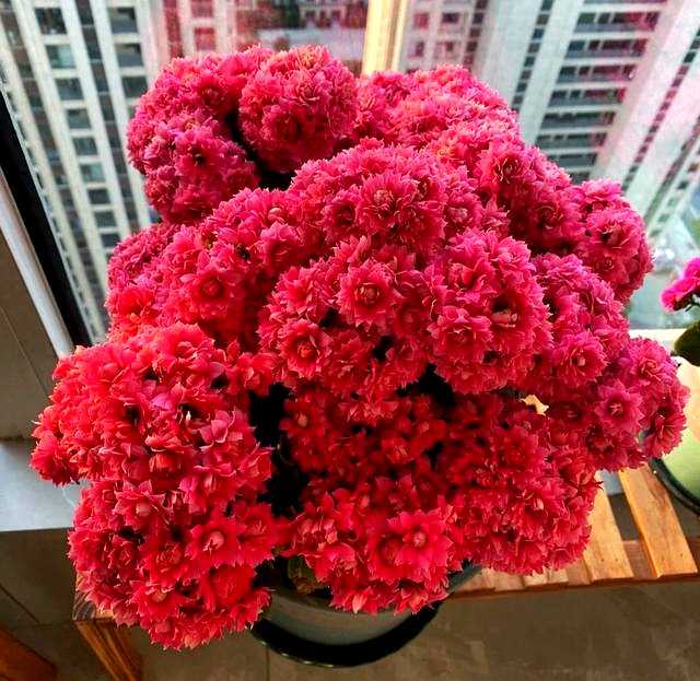 养花八年终醒悟,只养长寿花一盆,花开不断人更精神 王阿姨正在修剪长寿花的残花,动作娴熟,眼神中满是欣慰,身后的长寿花开得层层叠叠