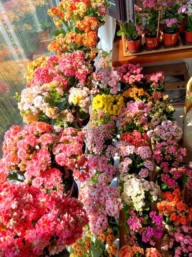 养花八年终醒悟,只养长寿花一盆,花开不断人更精神 特写镜头下的长寿花‘粉巴黎’,花瓣层层叠叠如牡丹般雍容,粉白相间的色彩在阳光下泛着柔和的光晕