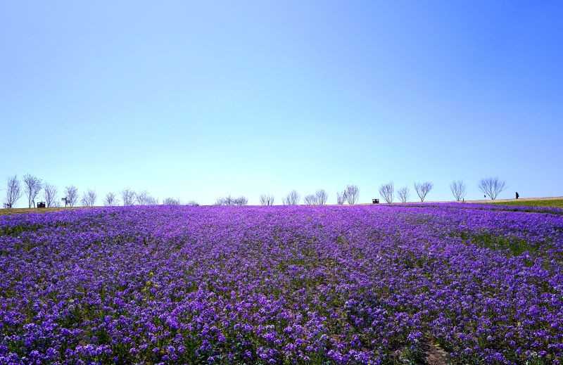 园区导览图前，一家三口正在认真规划游览路线，即将开启一场充满花香与欢笑的亲子之旅。