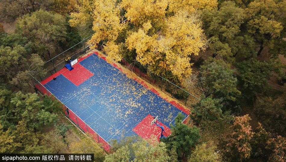 一名路人恰好经过满是落叶的篮球场边，红色的上衣与满地的金黄形成鲜明撞色，仿佛走进了秋天的童话世界。