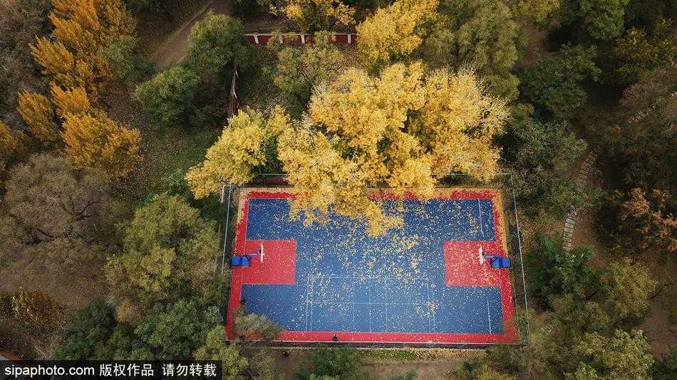 阳光斜射，将球场上落叶的影子拉长，光影斑驳间，几片颜色正艳的黄叶仿佛在诉说着生命最后的灿烂。